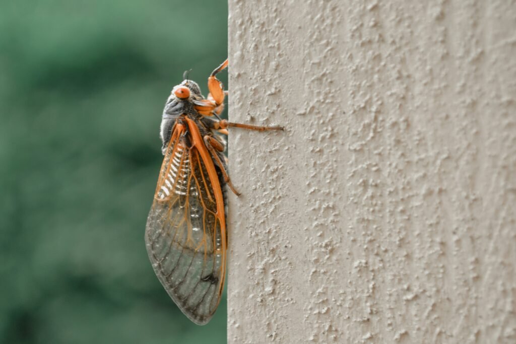 When Do Cicadas Come Out? Fascinating Life Cycle, Timing & What to Expect guide to cicada life cycles, emergence timing, environmental triggers, nymphs, and adult activity.