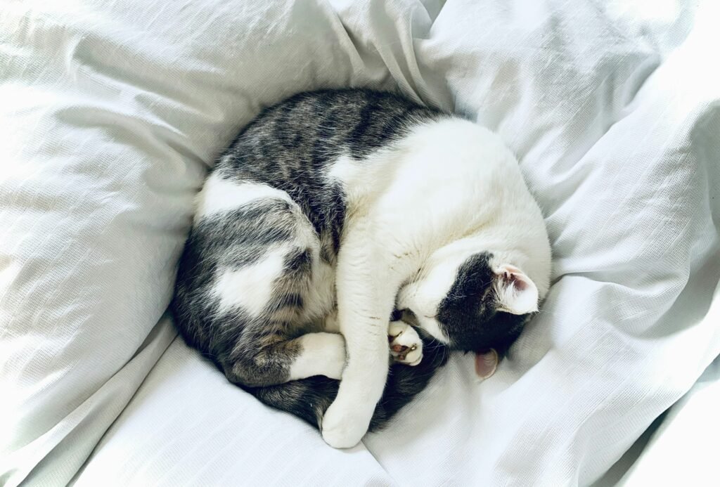 How to Get Cat Pee Out of Mattress Proven Cleaning Methods & Vet-Backed Tips covering cat urine stains, enzyme cleaning, odor removal, drying, and mattress care.