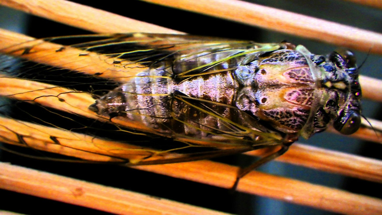 When Do Cicadas Come Out? Fascinating Life Cycle, Timing & What to Expect