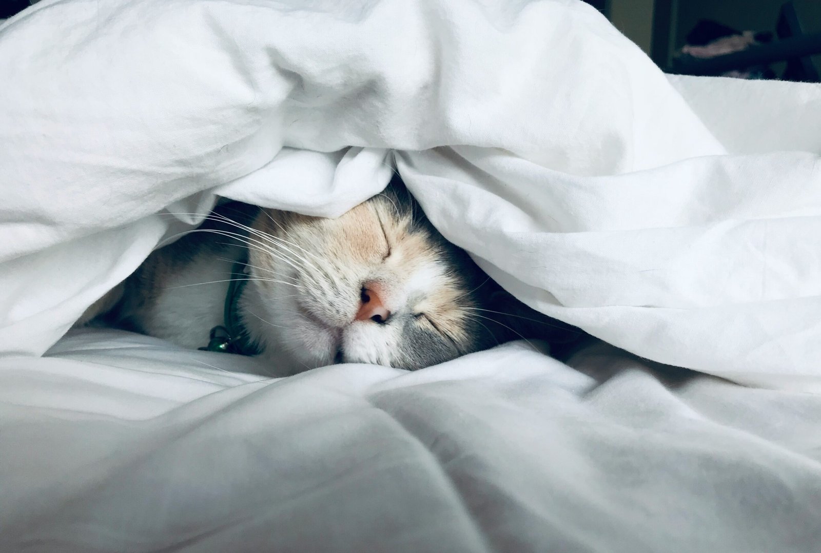How to Get Cat Pee Out of Mattress Proven Cleaning Methods & Vet-Backed Tips