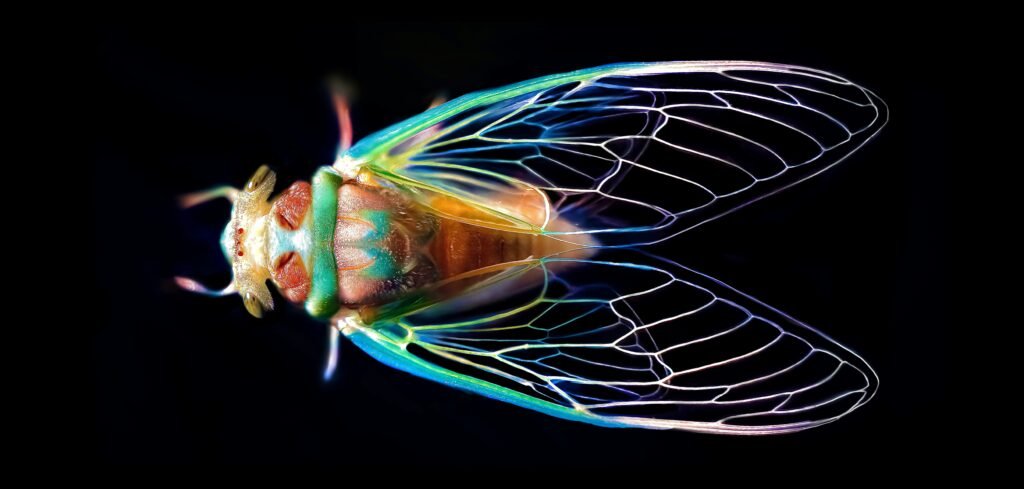 When Do Cicadas Come Out? Fascinating Life Cycle, Timing & What to Expect covering cicada emergence, soil temperature, nymphs, molting, and seasonal behavior.