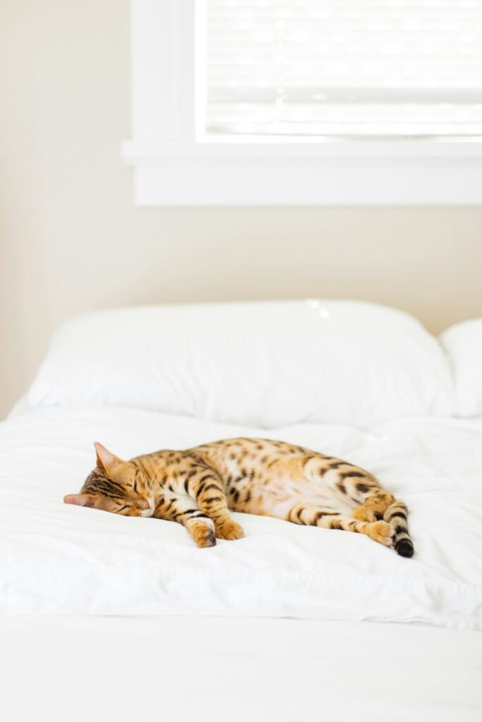 How to Get Cat Pee Out of Mattress Proven Cleaning Methods & Vet-Backed Tips guide to cat urine cleanup, mattress stain removal, odor control, deep cleaning, and prevention.