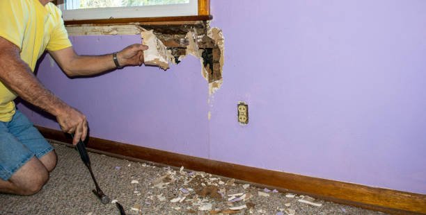 What Should You Do If You Find Termite Damage?
